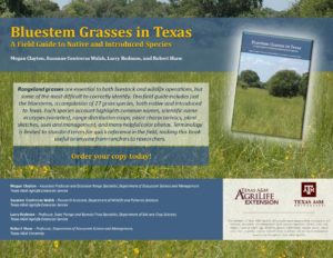 Bluestem Grasses in Texas Flyer